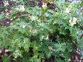 Ivorine Monkshood / Aconitum napellus ssp. albus 